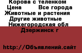 Корова с теленком › Цена ­ 69 - Все города Животные и растения » Другие животные   . Нижегородская обл.,Дзержинск г.